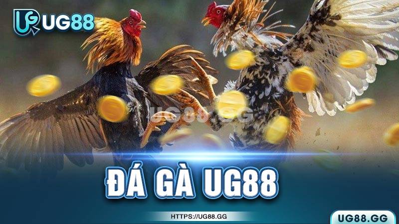 Các sảnh đá gà nổi bật tại UG88 Các sảnh đá gà nổi bật tại UG88