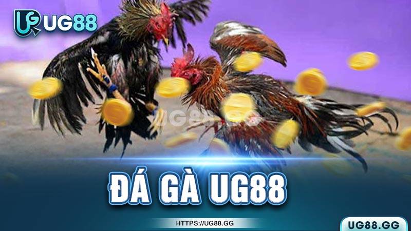 Các cửa cược phổ biến trong đá gà UG88 Các cửa cược phổ biến trong đá gà UG88
