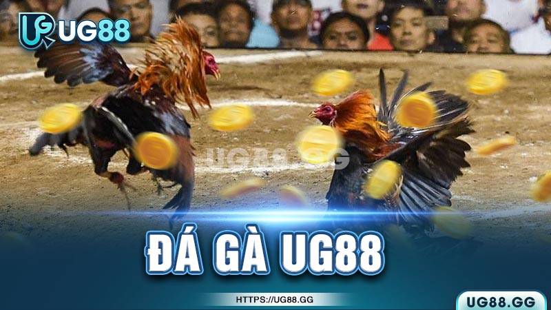 Luật chơi đá gà UG88 cơ bản Luật chơi đá gà UG88 cơ bản