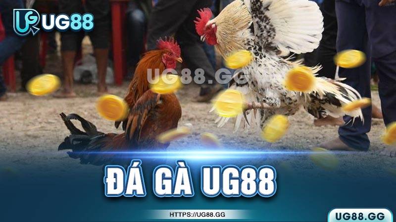 Mẹo chơi đá gà hiệu quả Mẹo chơi đá gà hiệu quả